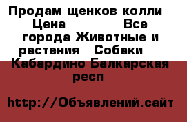 Продам щенков колли › Цена ­ 15 000 - Все города Животные и растения » Собаки   . Кабардино-Балкарская респ.